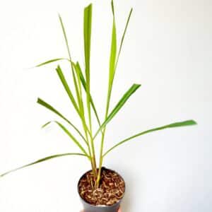 Plant de Cymbopogon citratus, Plant de Citronnelle en pot, plant de citronnelle de Madagascar, acheter un plant de Citronnelle