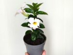 Plant de Mandevilla blanc, plant de Dipladenia blanc, Mandevilla blanc en pot, Dipladénia blanc en pot