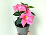 Plant de Mandevilla rose, plant de Dipladenia rose, Mandevilla rose en pot, Dipladénia rose en pot