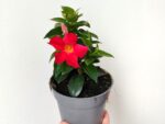 Plant de Mandevilla rouge , plant de Dipladenia rouge , Mandevilla rouge en pot, Dipladénia rouge en pot