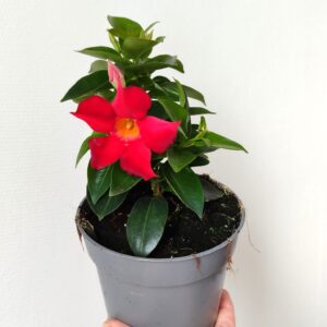 Plant de Mandevilla rouge , plant de Dipladenia rouge , Mandevilla rouge en pot, Dipladénia rouge en pot