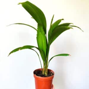 Licuala grandis, Pritchardia grandis, Palmier-cuillère, Palmier éventail, Palmier éventail du Vanuatu, plant en pot de Licuala grandis, plant de Palmier-cuillère