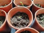 Semis de Moringa oleifera, graines de Moringa oleifera en culture, Semis de Néverdier, Germination de Moringa oleifera