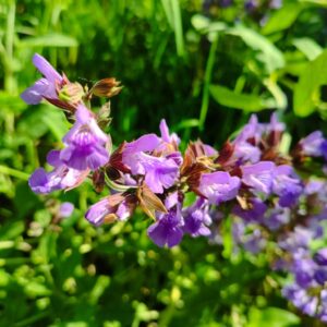 Salvia officinalis en fleur, Fleurs de Sauge officinale