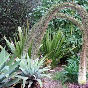 Agave attenuata spp. attenuata en fleur, Inflorescence de l'Agave à cou de cygne, Graines d'Agave attenuata spp. attenuata, Graines d'Agave à cou de cygne