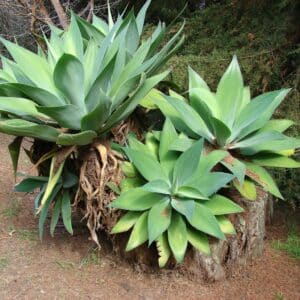Vue générale d'Agave attenuata spp. attenuata, Touffe d'Agave à cou de cygne