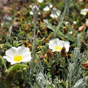 Cistus salviifolius en fleur, Fleur de Ciste à feuilles de sauge, Graines de Salvia salviifolius, Graines de Ciste à feuilles de sauge