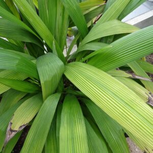 Vue générale de Curculigo latifolia var. latifolia ou Herbe palmier, Graines de Curculigo latifolia var. latifolia, Graines d'Herbe palmier