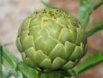 Pomme de Cynara scolymus ou Artichaut, Graines de Cynara scolymus, Graines d'Artichaut Vert globe, Graines d'Artichaut Imperial Star