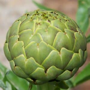 Pomme de Cynara scolymus ou Artichaut, Graines de Cynara scolymus, Graines d'Artichaut Vert globe, Graines d'Artichaut Imperial Star