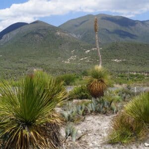 Colonie de Dasylirion quadrangulatum, Vue général de Sotol filiforme, Graines de Dasylirion quadrangulatum, Graines de Sotol filiforme