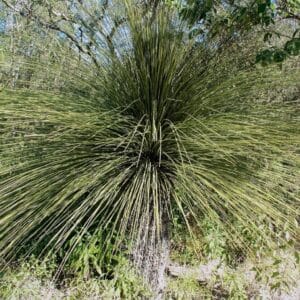 Touffe de Dasylirion quadrangulatum, Vue générale de Sotol filiforme, Graines de Dasylirion quadrangulatum, Graines de Sotol filiforme