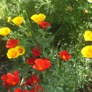 Massif d'Eschscholzia californica ou Pavot de Californie, Graine de Pavot de Californie, Graines d'Eschscholzia californica