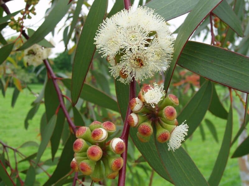 Eucalyptus pauciflora ssp. niphophila en fleur, Inflorescence du Gommier des neiges, graines d'Eucalyptus pauciflora ssp. niphophila, graines de Gommier des neiges