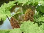 Floraison de Gunnera manicata, Gunnère en fleur, Graines de Gunnera manicata, Graines de Gunnère