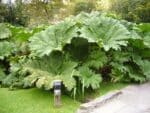 Gunnera manicata en culture, Plantation de Gunnère, Graines de Gunnera manicata, Graines de Gunnère