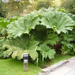 Gunnera manicata en culture, Plantation de Gunnère, Graines de Gunnera manicata, Graines de Gunnère