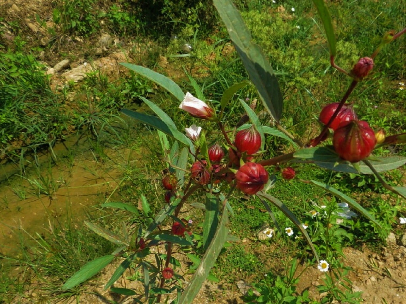 20 Graines D'Hibiscus Sabdariffa (Oseille De Guinée / Roselle) - Pour Infusion Ou Décoration