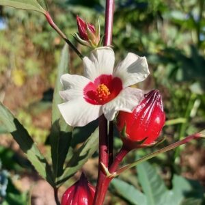 Hibiscus sabdariffa en fleur, Fleurs et boutons floraux de Roselle, Graines d'Hibiscus sabdariffa, Graines de Roselle