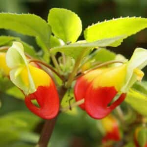 Impatiens niamniamensis en fleur, Fleurs et feuilles du Bec de perroquet, Plant d'Impatiens niamniamensis, Plant du Bec de perroquet