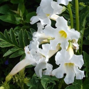 Incarvillea delavayi 'Alba' en fleur, Détails d'une fleur d'Incarvillée de Delavay blanche, Graines Incarvillea delavayi 'Alba', Graines d'Incarvillée de Delavay blanche