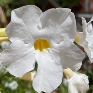 Détails d'une fleur d'Incarvillea delavayi 'Alba', Fleur d'Incarvillée de Delavay blanche, Graines Incarvillea delavayi 'Alba', Graines d'Incarvillée de Delavay blanche