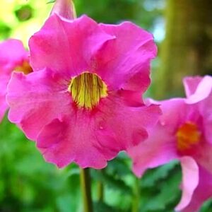 Détails d'une fleur d'Incarvillea delavayi ou Incarvillée de Delavay