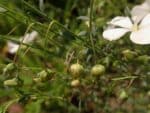 Boutons floraux de Linum perenne 'Album' ou Lin vivace blanc, Graines de Linum perenne 'Album', graines de Lin vivace blanc