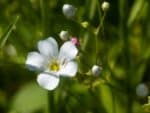 Détails d'une fleur de Linum perenne 'Album' ou Lin vivace blanc, Graines de Linum perenne 'Album', Graines de Lin vivace blanc