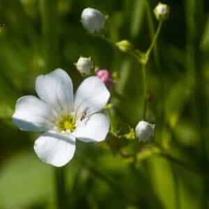 Détails d'une fleur de Linum perenne 'Album' ou Lin vivace blanc, Graines de Linum perenne 'Album', Graines de Lin vivace blanc