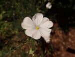 Floraison de Linum perenne 'Album', Fleur de Lin vivace blanc, Graines de Linum perenne 'Album', graines de Lin vivace blanc