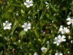 Inflorescence de Linum perenne 'Album', Massif de Lin vivace blanc (CC0)
