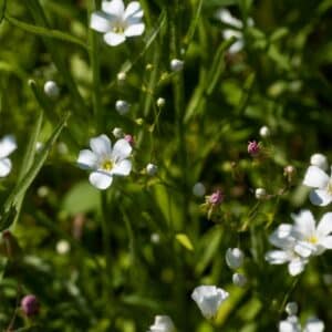 Inflorescence de Linum perenne 'Album', Massif de Lin vivace blanc (CC0)