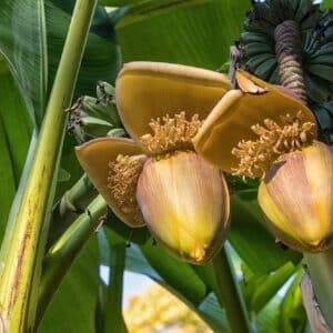 Bractées de Musa ingens, Inflorescence de Giant highland banana, Graines de Musa ingens, Graines de Highland banana