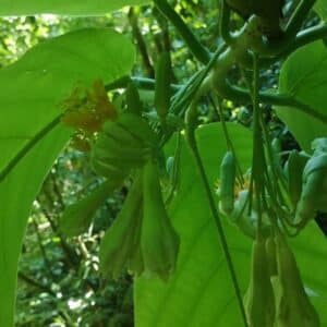 Inflorescence de Passiflora macrophylla, Fleurs et feuilles d'Arbre fleur de la passion, Graines de Passiflora macrophylla, Graines d'Arbre fleur de la passion