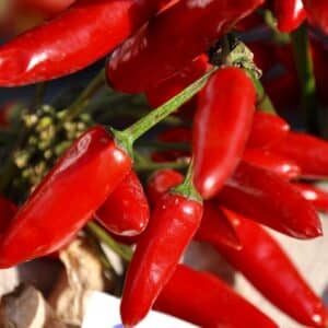 Piment Serrano Tampiqueno, Fructification de Capsicum annuum 'Serrano Tampiqueno'