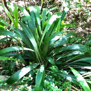 Culture de Setaria palmifolia, Vue générale de Sétaire à feuilles de palmier, Graines de Setaria palmifolia, Graines de Sétaire à feuilles de palmier