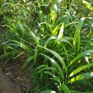 Vue générale de Setaria palmifolia ou Sétaire à feuilles de palmier