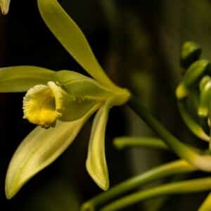 Vanilla planifolia en fleur - Fleur de Vanille de Bourbon