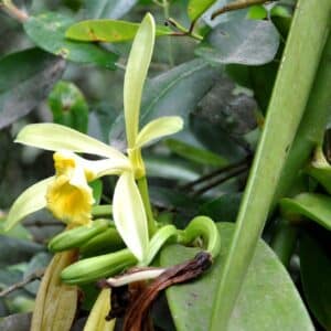 Détails d'une fleur de Vanilla pompona, Floraison du Vanillier du Mexique