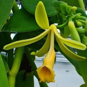Vanilla pompona en fleur, Floraison de Vanille du Mexique, graines de Vanilla pompona, Graines de Vanille du Mexique
