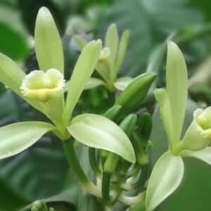 Fleurs de Vanilla tahitensis ou Vanille de Tahiti (CC0)