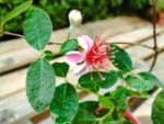 Floraison Acca sellowiana, Floraison Feijoa, Floraison Goyavier du Brésil, Fleur de Feijoa, Goyavier du Brésil