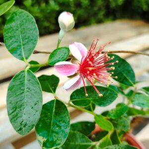 Floraison Acca sellowiana, Floraison Feijoa, Floraison Goyavier du Brésil, Fleur de Feijoa, Goyavier du Brésil