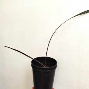 Bismarckia nobilis, Bismarckia nobilis plant, Jeune plant de palmier de Bismarck, plant de Latanier blanc