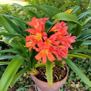 clivia miniata, Lys de Saint-Joseph, clivie vermillon, floraison de clivia miniata, Clivie vermillon en fleurs, fleurs de Lys de St Joseph
