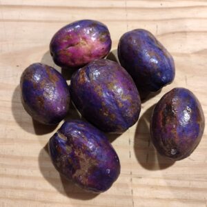 Dacryodes edulis, safous, safous frais, fruits du safoutier