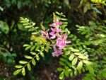 Indigofera, Feuillage Indigofera, Floraison Indigofera, Feuillage et fleurs Indigotier