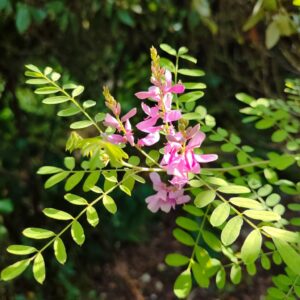 Indigofera, Feuillage Indigofera, Floraison Indigofera, Feuillage et fleurs Indigotier