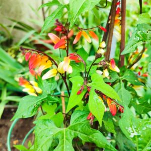Ipomoea lobata, Mina lobata, Plume d'indien, Floraison de Mina lobata, floraison d'Ipomoea lobata, graines de Mina lobata, graines de Ipomoea lobata